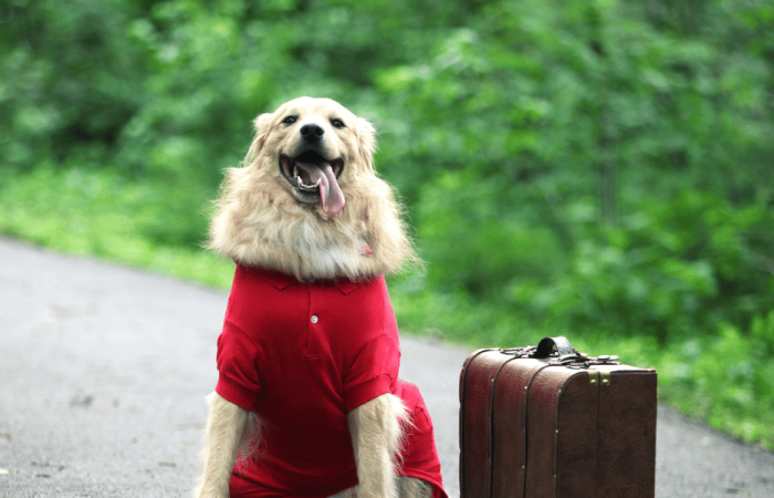 Traveling Overseas With Your Dog