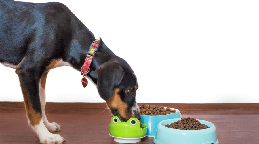 Vitamins For Dogs And Bone Health
