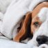 Signs Your Dog Doesn’t Feel Well