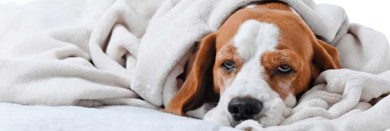 Signs Your Dog Doesn’t Feel Well