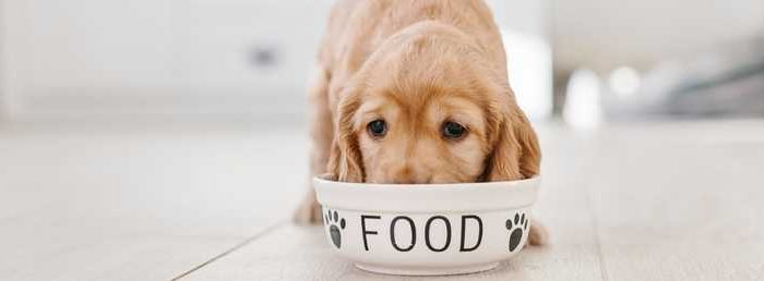 Foods to Avoid Feeding Your Dog