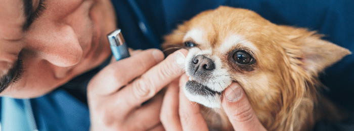6 Ways To Strengthen Your Dog’s Teeth