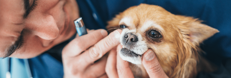 6 Ways To Strengthen Your Dog's Teeth