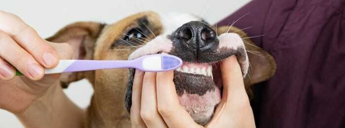 When should you start brushing your dog’s teeth?