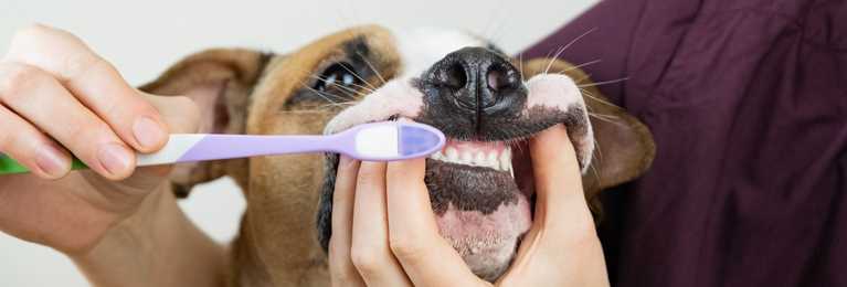 When should you start brushing your dog's teeth?
