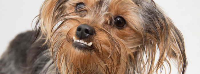 Dogs with Underbites: Canine Malocclusion