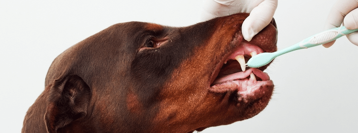 How to Care for Your Dog’s Teeth Daily