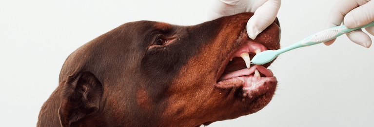 How to Care for Your Dog's Teeth Daily