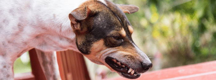 Reasons Why Dogs Grind Their Teeth