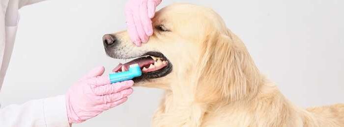 How much does it cost to remove plaque from your dog's teeth?