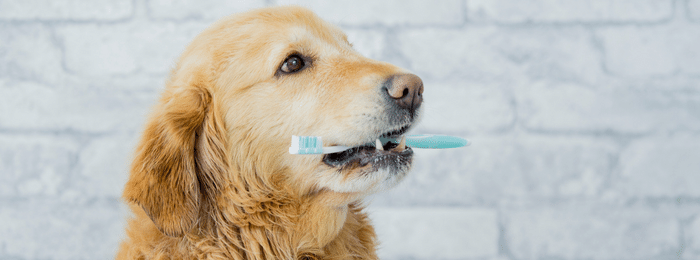 4 Tips For Quality Oral Care For Dogs