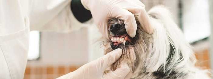 What foods cause plaque on dog’s teeth?