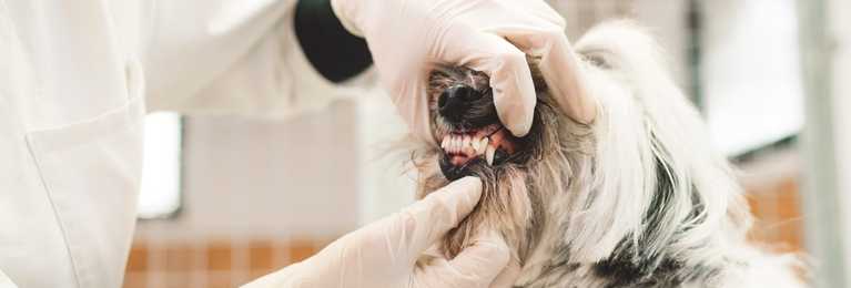 What foods cause plaque on dog's teeth?
