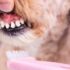 How to Remove Hardened Plaque From Dog's Teeth?